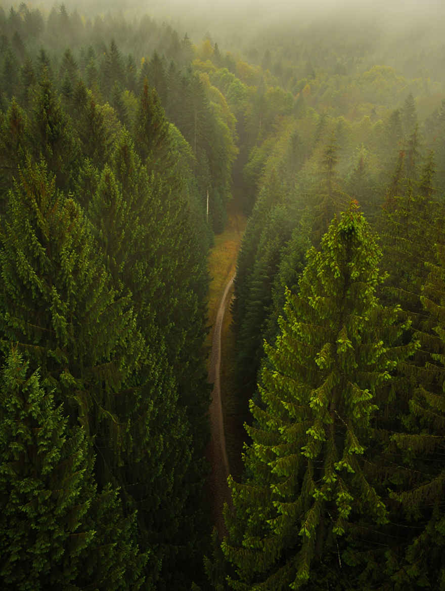 Schwarzwald Panorama mit Morgennebel — NaturReise Deutschland